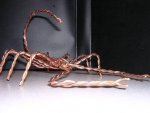 Scorpion4.jpg