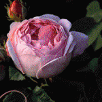 loveish011.gif