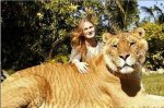 liger 6.JPG