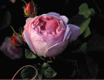 WAzpn4823119-02.gif