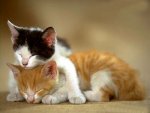 kitten01.jpg