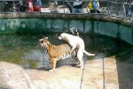 3353-Sexy-faithful-dog.jpg