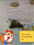 TMPDOODLE1432789490952.jpg