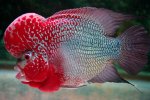 flower-horn-fish-500x500 (Copy).jpg
