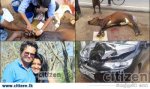 Doctor-Help-to-Save-Cow-Life-Speaks__1489388488_58.153.226.192.jpg