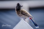 DSC_0041.jpg
