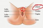 clitoris.jpg clitoris.jpg