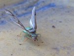 IMG_0268.jpg