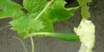 ridgegourd.jpg.JPG