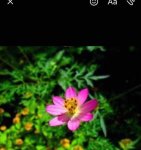 flower 2.jpg