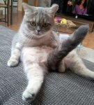 Funny-Animal-Strong-Cat-Tail.jpg