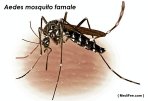 infected-female-Aedes-mosquito-medifee.jpg