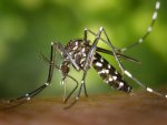 the-vicious-asian-tiger-mosquito-is-attacking-new-york-city-in-unprecedented-numbers.jpg