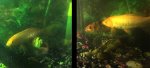fish edit 1.jpg fish edit 1.jpg