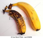 old-banana-new-banana-stock-photo_csp1439292.jpg