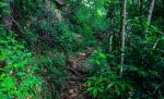Nature bathalegala kanda 5.jpg