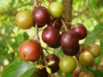 Uguressa (Governor's Plum).jpg