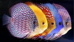 discus-fish-500x500.jpg