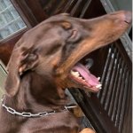 scoob.jpg