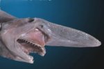 goblin-shark.jpg