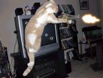 angry_pussy.......jpg