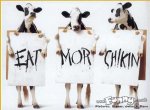 cows protesting.jpg