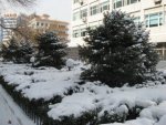 Snow 8.jpg