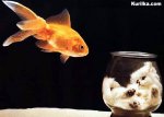fish&cat.jpg