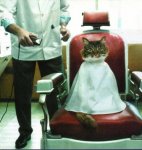 funny_pictures_Catbarber.jpg