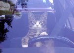 funny_pictures_Cat_Driving.jpg
