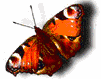 2_06.gif