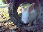 bunny.jpg
