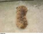 dog 1.jpg