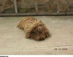 dog 2.jpg