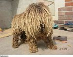 dog 6.jpg
