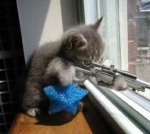 funny_pictures_Dog_killer.jpg