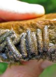 aquatic_insects_AW300.jpg