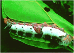 insects.gif