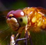 insects.jpg