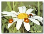 ladybeetlesondaisy.jpg