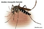 infected-female-Aedes-mosquito-medifee.jpg infected-female-Aedes-mosquito-medifee.jpg