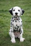 Dalmatian-Puppy-Sitting-On-Grass.jpg