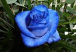 Blue Rose (1).jpg