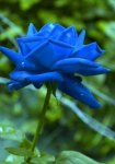 Blue Rose (2).jpg