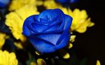 Blue Rose (3).jpg