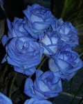 Blue Rose (4).jpg