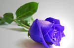 Blue Rose (5).jpg