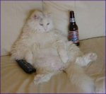 beercat4122006135938.jpg