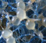 gold fish egg.jpg