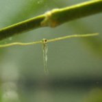 one day old fry 2.jpg